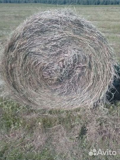 Сено в рулонах