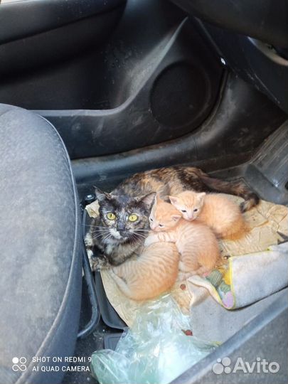 Котята в добрые руки бесплатно