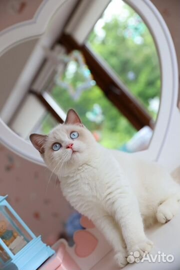 Британский котёнок необычного окраса