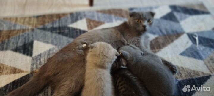 Котята от домашней кошки британки