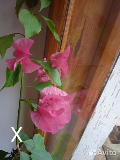 Бугенвиллия