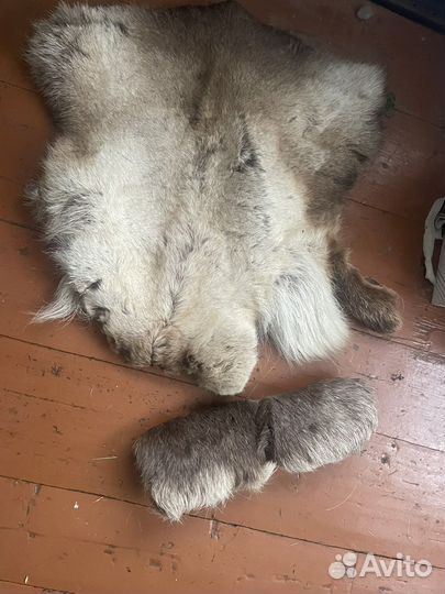 Шкура волка