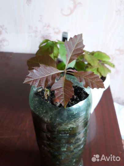 Дуб канадский, Дуб остролистный саженцы