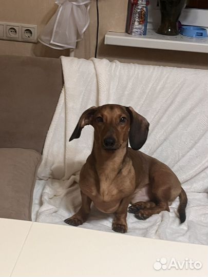 Вязка кобель такса