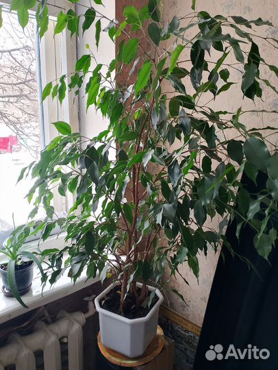 Фикус бенджамина 1 метр