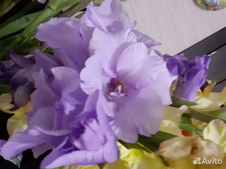 Цветы гдадиолусы