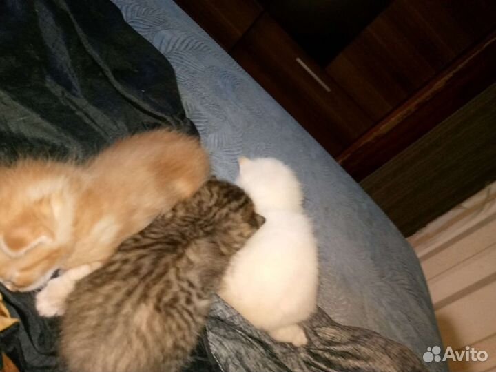Котята