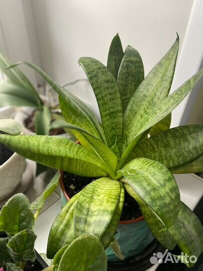 Сансевиерия ханни