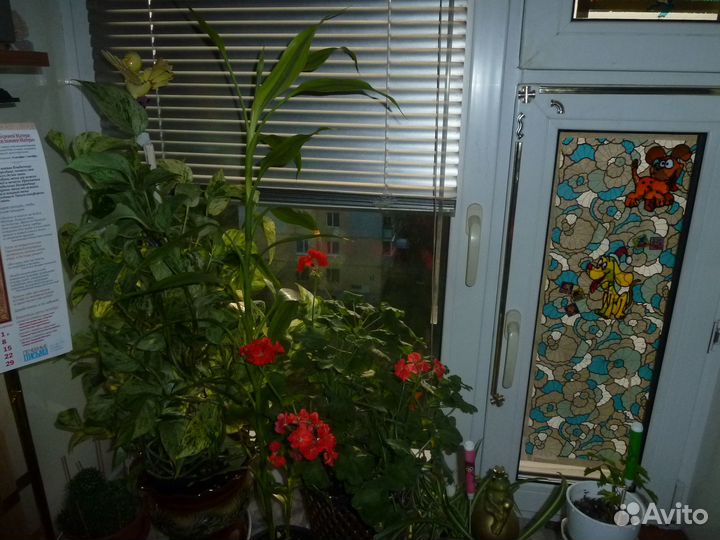 Комнатные цветы