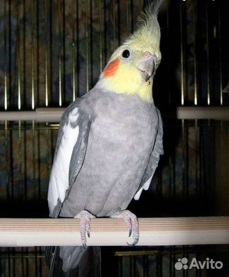 Попугай карелла