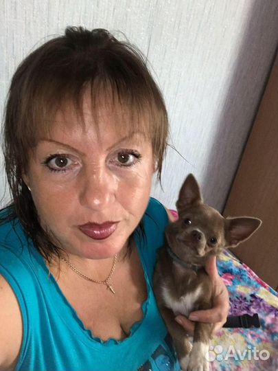 Вязка чихуахуа