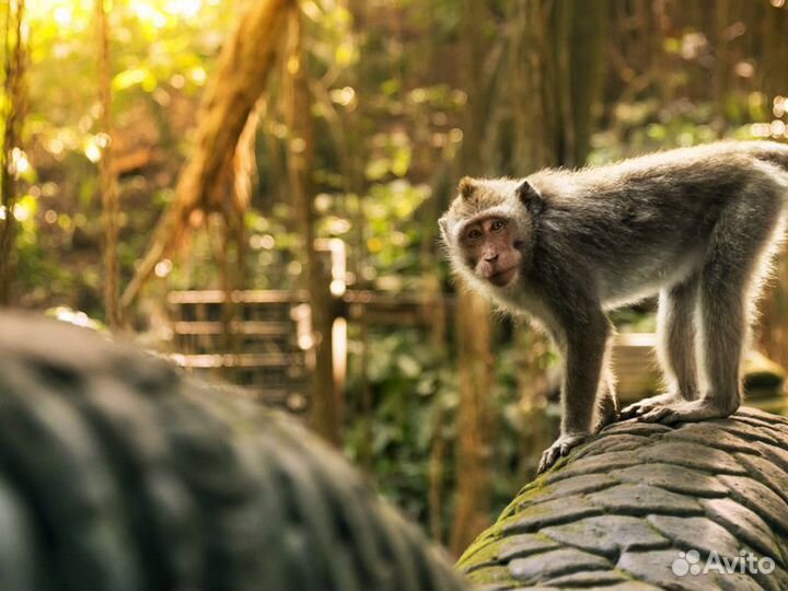 Экскурсия — Бали — Убуд — сердце культурной жизни