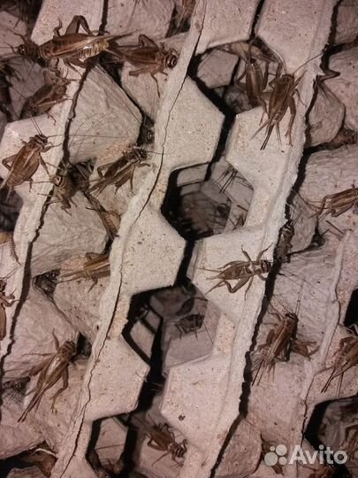 Сверчки кормовые