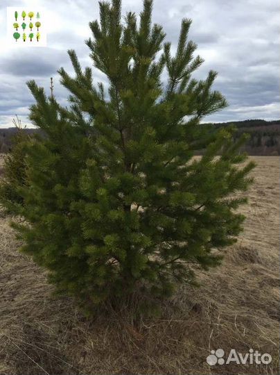 Крупномер сосна с гарантией опт