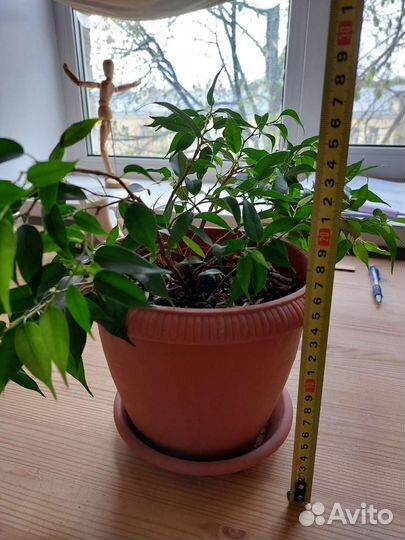 Фикус бенджамина в горшке