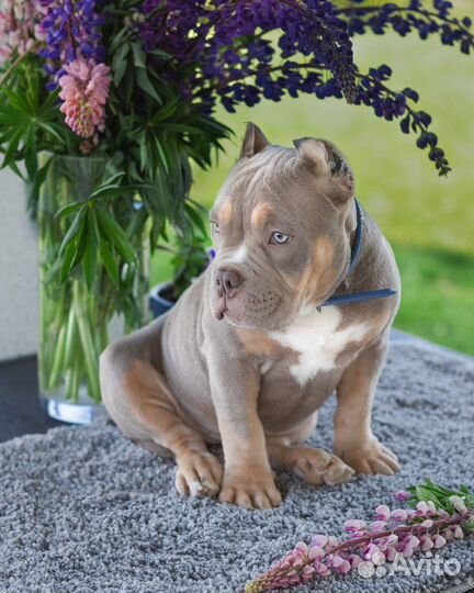 Фотограф анималист