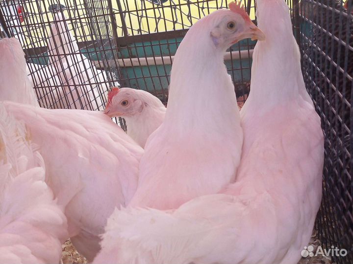 Куры молодки