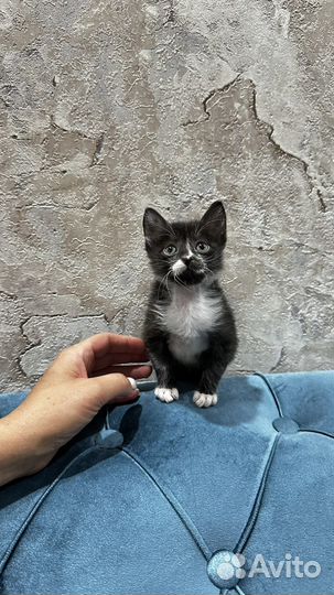 Котятам 1,5 месяца,кушают сами,игривые