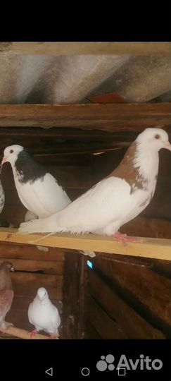Голуби