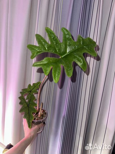 Алоказия жаклин