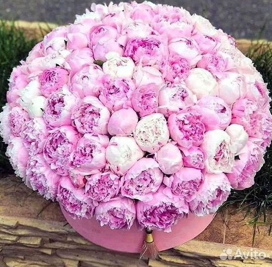 Пионы Букет пионов