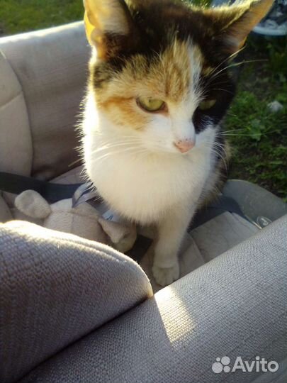 Трёхцветная кошечка