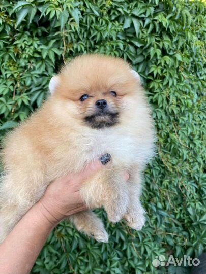 Шпицы разных окрасов. Доставка из Челябинска