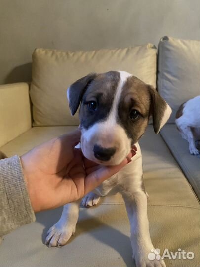 Щенок бультерьера