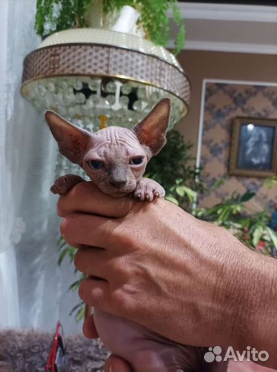 Канадский сфинкс котки