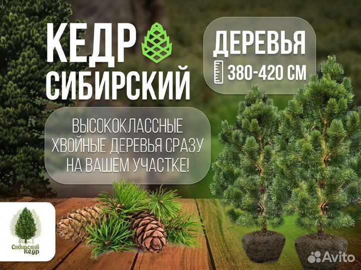 Дерево кедра