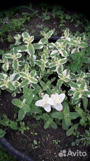 Многолетние растения