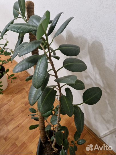 Фикус каучуконосный большой