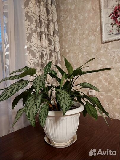 Аглаонема сильвер