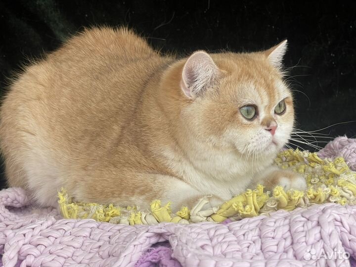 Британский шикарный кот