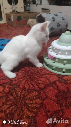 Две девчушки ищут добрые руки