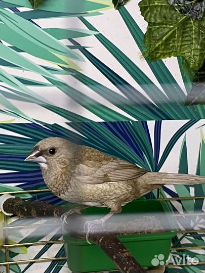 Японская амадина