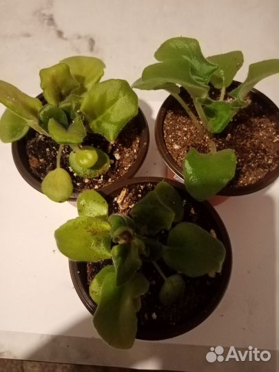 Детки сортовых фиалок