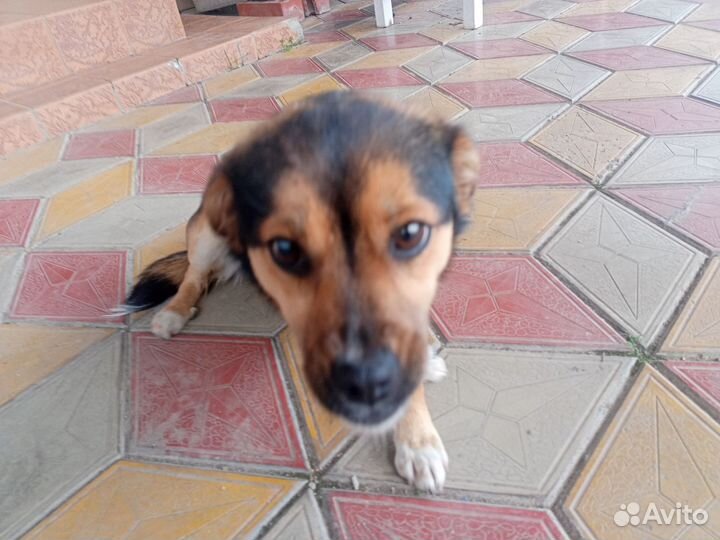 Добрый щенок