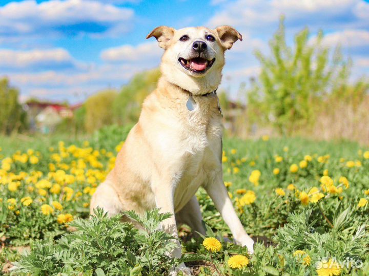 Ищу дом собаке