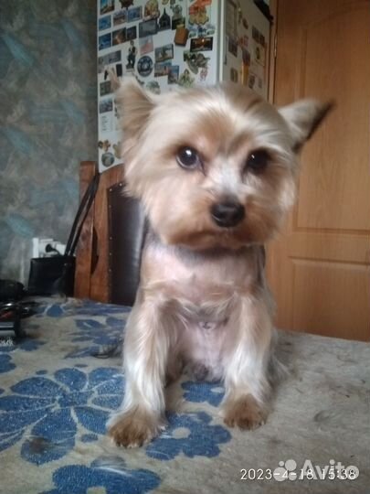 Стрижка собак в салоне