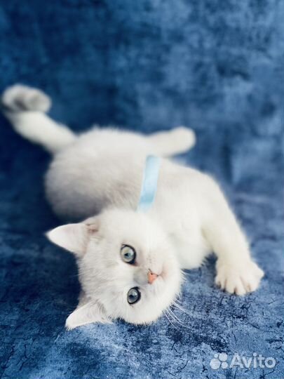 Британский котик. Серебристая шиншилла