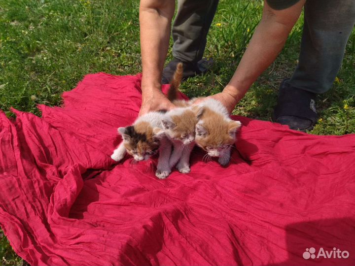 Бездомные котята очень нуждаются в семье