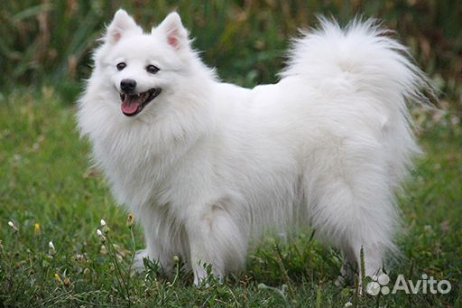 Классные щенки Японский шпиц