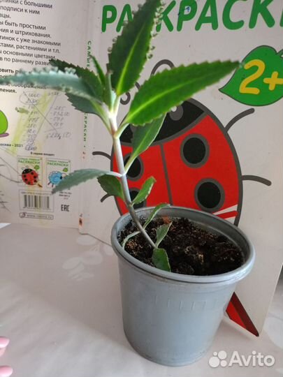 Каланхоэ лечебное