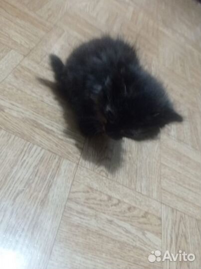 Отдам котят с подарком