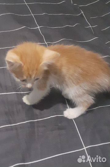 Отдам бесплатно котят