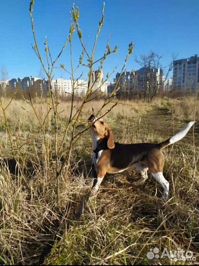 Вязка собак