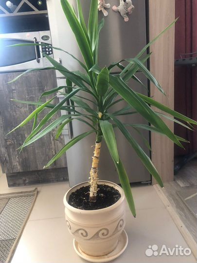 Комнатные цветы юкка