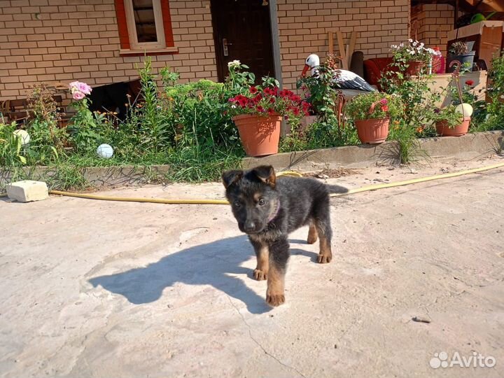 Щенки немецкой овчарки