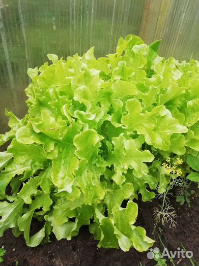 Зелень, сельдерей, укр, пинамбур, хрен